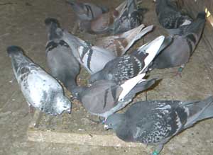 鳩、レース鳩の餌、餌の量