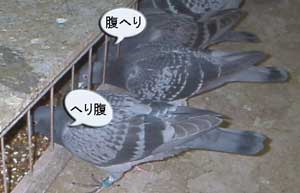 レース鳩、雛を育てる、餌の重要性