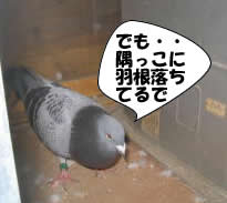 hato