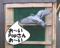 hato