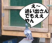 hato