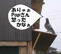 hato