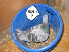 hato