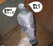 hato