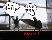 hato