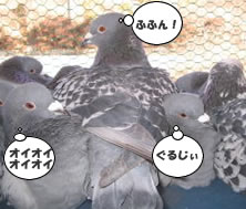 hato