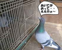 hato