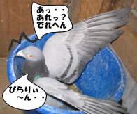 hato