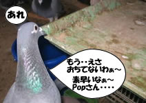 hato