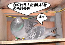 hato