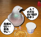 hato