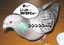 hato