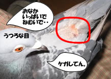 hato