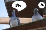 hato