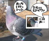 hato