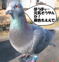 hato