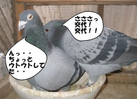 hato