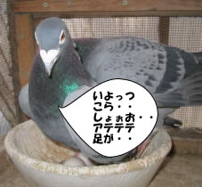 hato