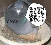 hato