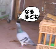 hato