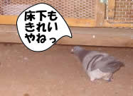 hato